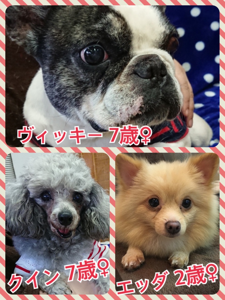 🐾犬の遺言🐶